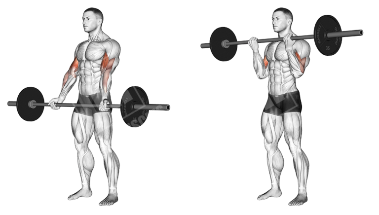 Split Bicep Workout - Meanmuscles