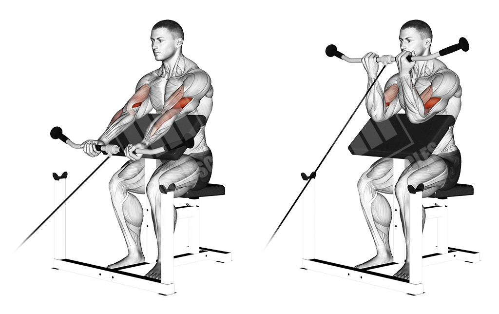 bicep machine curls