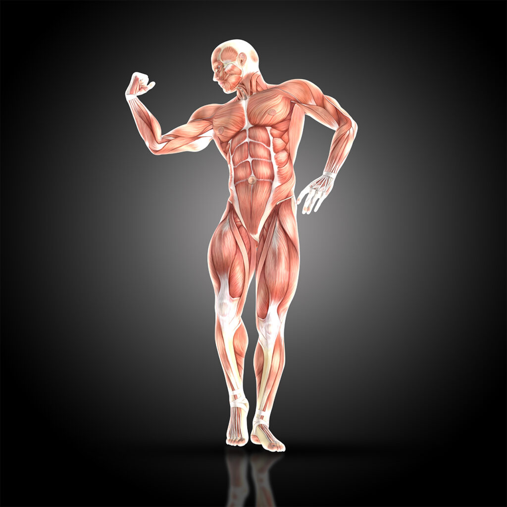 How Does the Muscle Grow? - Meanmuscles