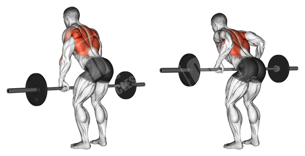 Barbell Upper Body Workout Meanmuscles